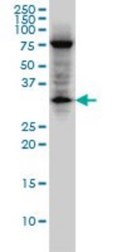 Monoclonal Anti-EDA2R antibody produced in