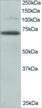 Anti-RANGAP1 antibody produced in goat