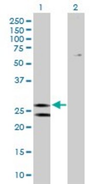 Anti-ATP5F1 antibody produced in mouse