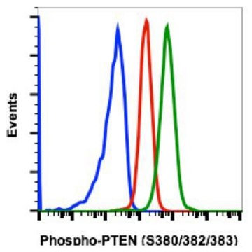 Monoclonal Anti-PTEN (phospho S380/T382/T383) antibody