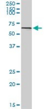 Anti-GATA2 antibody produced in rabbit