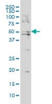 Monoclonal Anti-BAAT antibody produced in