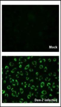 Anti-NS1 antibody produced in rabbit
