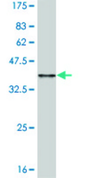 Monoclonal Anti-CCL15, (C-terminal) antibody produced