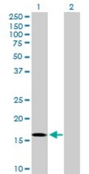 Anti-RGS3 antibody produced in rabbit