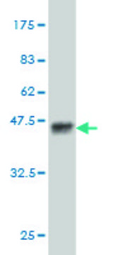 Monoclonal Anti-PASK antibody produced in