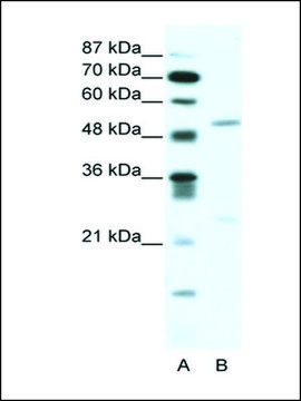 Anti-BRD9 antibody produced in rabbit