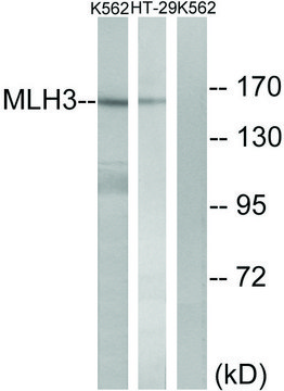 Anti-MLH3 antibody produced in rabbit