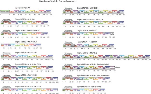 Membrane Scaffold Protein 1D1
