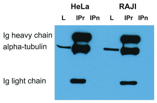 Monoclonal Anti-alphaTubulin antibody produced in