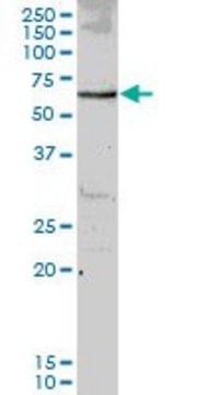 ANTI-MUS81 antibody produced in mouse