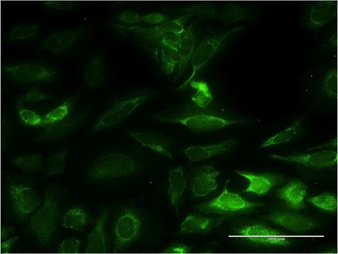 Monoclonal Anti-NT5M antibody produced in