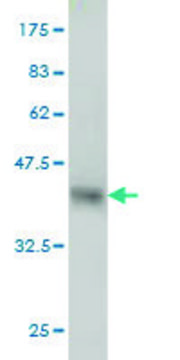 Monoclonal Anti-FUT10 antibody produced in