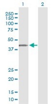 Monoclonal Anti-ARMCX3 antibody produced in