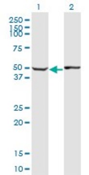 Monoclonal Anti-ABLIM1 antibody produced in