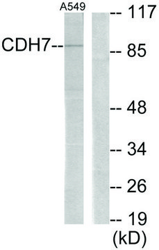 Anti-CDH7 antibody produced in rabbit