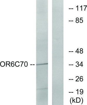 Anti-OR6C70 antibody produced in rabbit
