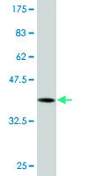 Monoclonal Anti-DGKE antibody produced in