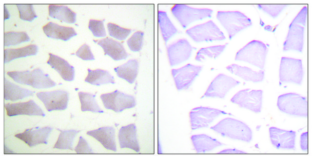 Anti-CRYAB antibody produced in rabbit