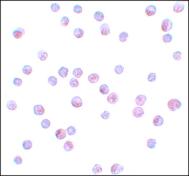 Anti-FOXO4 antibody produced in rabbit