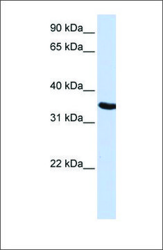 Anti-DPPA2 antibody produced in rabbit