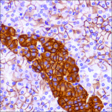 Anti-CD99 antibody, Rabbit monoclonal