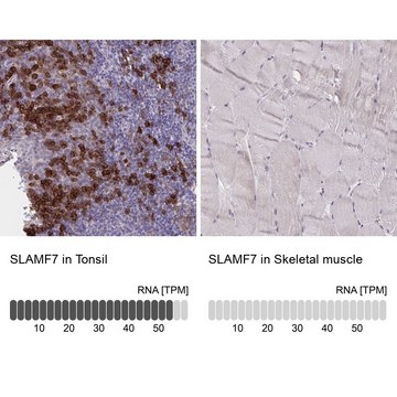 Anti-SLAMF7 antibody produced in rabbit