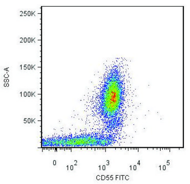 Monoclonal Anti-CD55-FITC antibody produced in