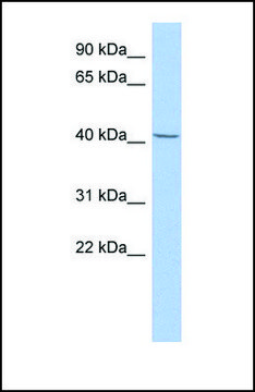 Anti-SPAG6 antibody produced in rabbit