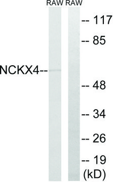 Anti-SLC24A4 antibody produced in rabbit