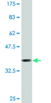 Monoclonal Anti-ATP5J antibody produced in