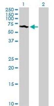 Anti-SUOX antibody produced in rabbit
