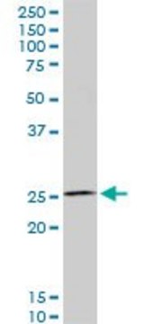 Monoclonal Anti-HOXC12, (N-terminal) antibody produced