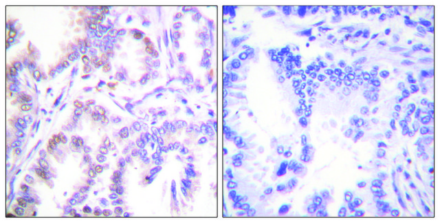 Anti-CDK7 antibody produced in rabbit