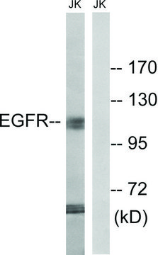 Anti-EGFR antibody produced in rabbit