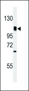 ANTI-G7C (N-TERM) antibody produced in