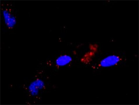 Anti-RALGDS antibody produced in rabbit