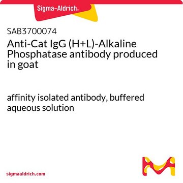Anti-Cat IgG (H+L)-Alkaline Phosphatase antibody