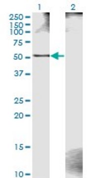 Monoclonal Anti-ZWILCH antibody produced in