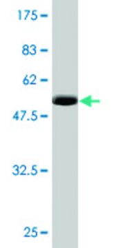 Monoclonal Anti-ZNF313 antibody produced in