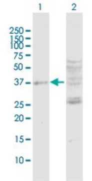 Anti-DUSP7 antibody produced in rabbit