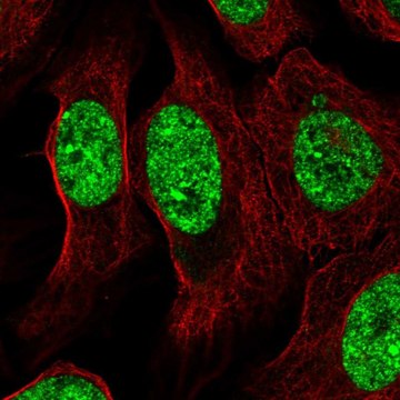 Anti-ZNF786 antibody produced in rabbit