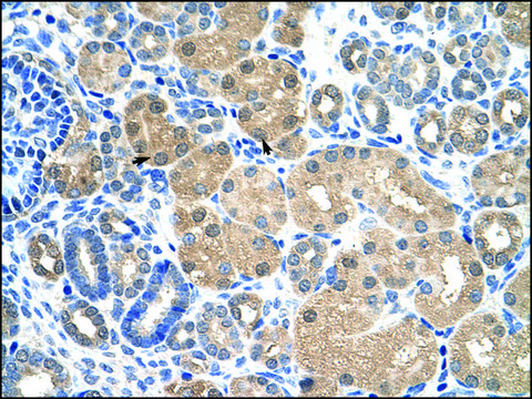Anti-KEAP1 antibody produced in rabbit