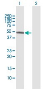 Anti-ARHGEF10 antibody produced in rabbit