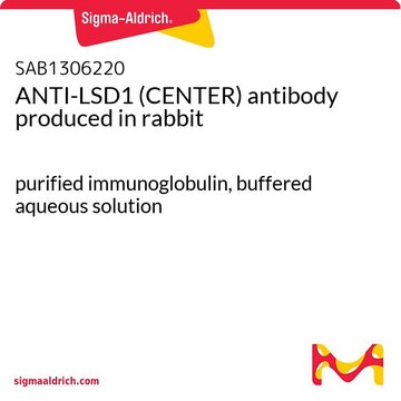 ANTI-LSD1 (CENTER) antibody produced in