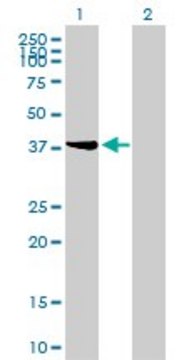 Monoclonal Anti-STYK1 antibody produced in