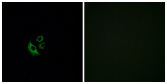 Anti-OR2AG1 antibody produced in rabbit