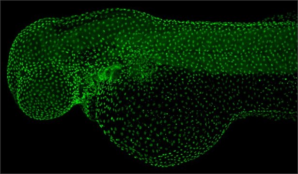 Anti-tp63 antibody produced in rabbit