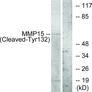 Anti-MMP15 (Cleaved-Tyr¹³²) antibody produced in