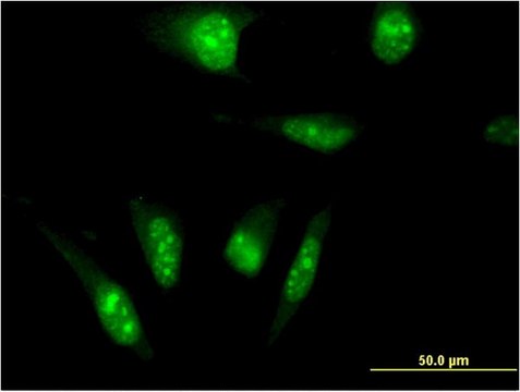 Monoclonal Anti-TAF7L antibody produced in